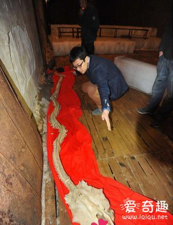龙骨现身中国震惊世界 曝70年前有人目睹天降巨龙  龙在我国一直被看作是圣物，是高贵无比的图腾。几千年来，关于龙的传说层出不穷，人们对真龙是否存在的争议也从未停止过。世界上真的有龙吗?虽然鲜有人见过龙的真身，但却有人挖出过足足4米多长的龙骨，这为龙的存在提供了一个有力证据。  据悉，这条龙骨是家住辽宁营口的孙正仁老人发现的。当时，孙正仁老人带着用红布包裹着的巨大龙形骨头来到营口党史办公室，称这条龙骨，自己已经珍藏了多年。  消息传出后，立刻引起巨大的轰动，全国媒体争相报道，举国的焦点都在这条龙骨身上。难道它们真是龙身上的骨头?难道这世界上真的有龙吗?  据营口党史办工作人员介绍，早在70年前，营口确实曾经发生过一次“天降巨龙”事件。更令人不可思议的是：在这个神秘生物未死之前，当地的居民曾经两次见到它，并与其有过长时间近距离的接触!  据辽宁省档案馆珍藏的一份旧报《盛京时报》记载，在1934年8月的一天，本埠河北苇塘内日前发现龙骨，一时引为奇谈，以其肌肉腐烂，仅遗骨骸，究是龙骨否，议论纷纭，莫衷一是。“该龙体气参天，头部左右各生三支甲，脊骨宽三寸余，附于脊骨两侧为肋骨，每根约五六寸长，尾部为立板形白骨尾，全体共二十八段，每段约尺余，全体共三丈余，原龙处，有被爪挖之宽二丈长五丈之土坑一，坑沿爪印清晰存在，至该龙骨尚存有筋条，至皮肉已不可见矣。”当时的营口水产专家判定，此物为龙的一种蛟类。  《营口市志》第一卷中也记述：“(1934年)8月8日午后，辽河北岸东小街一农民在附近苇塘发现一巨型动物白骨，长约10米，头部左右各有一角，长约1米余，脊骨共29节。伪营口第六警察署将其运至西海关码头附近空地陈列数日，前去参观的人络绎不绝。  一些上了年纪的老人回忆说，这个怪物曾经出现过两次，第一次出现在距离入海口20公里处。肖素芹老人回忆说，当年她9岁，当时很多人都说在田庄台上游发现一条“活龙”，于是她爸爸带着她赶到那里。她所看见的“龙”方头方脑，眼睛很大，还一眨一眨的，而身体为灰白色，弯曲着蜷伏在地上，尾巴卷起来，腹部处有两个爪子伸着，而让她印象最深的就是感觉这条“龙”有气无力，眼半睁半闭，再加上眼睛有些发红，很多人都说是天气太热的缘故，于是在龙的上面搭了个棚子为它避暑，还有人抬水往它身上浇，让它得以“解暑”。后来，下了很长时间的大雨，这条“龙”就不见了。  然而，连续二十多天大雨后，这个怪物第二次又奇异地出现了，这次出现是在距辽河入海口10公里处的芦苇丛中，此时它已不是活物，而是一具奇臭难闻的尸骸。  而据杨义顺老人回忆，在发现“龙”骨之前，曾听大人们说芦苇荡里总有噼里啪啦的响声，而且还有像牛一样的叫唤声，听起来很沉闷，还能听到挣扎的声响，后来就没有动静了。当时，营口地区已经连续下了40多天的大雨，街路上全都是水，一些房屋因进水太多而倒塌。雨停后，随着北风吹过，空腥臊味很大，看管苇塘的一名卢姓工人顺着怪味寻找，发现大片大片芦苇倒伏，拨开后进去一看，吓了一大跳：里面赫然躺着一个已经死去的庞大动物!该工人吓得转身就跑，回到家里大病了一场。  百姓们听说之后，结伴前去观看，并且报告给了当时的政府。当时西海关附近的一家防疫医院人员穿着白大褂，给已经生蛆的动物尸体喷射了消毒水。“龙”骨被抬出来后，有人用4个船锚系上绳子将骸骨围成一圈，供大家参观。
