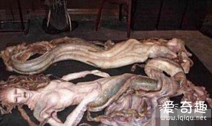 世界上美人鱼真存在吗?真实照片曝光真身竟长这样!  在世界各地的神话传说和影视剧中，都可以找到美人鱼的身影，她们被描述成美艳与神秘的化身，迷倒世间众多男子。那么，美人鱼真的存在于这个世界吗?如果存在的话，美人鱼真的个个美艳无双吗?长久以来，这些问题一直困扰着生物学家们。  此前，有人在波兰拍下一段奇异影片，片长约2分钟，画面中看到5名神秘人士穿着白色防护衣、从头包在脚，小心翼翼地合力从河边搬起一个类似人形的物体到担架上。但令人诧异的是，这个人形物体拥有巨型的鱼尾，疑似传说中的美人鱼。目前，波兰当局并未对此做出回应。  其实，这并不是第一次拍到疑似美人鱼的身影。1962年曾发生过一起科学家活捉小人鱼的事件。当时，一艘载有科学家和军事专家的探测船在古巴外海捕获一个能讲人语的小孩，皮肤呈鳞状，有腮，头似人，尾似鱼。小人鱼称自己来自亚特兰蒂斯市，还告诉研究人员现在亚特兰蒂斯市已经沉入海底留下来的人都居于海底，寿命达300岁;1990年也有工人在俄罗斯外海发现一具遗骨，有着黑皮肤、黑头发，下半身却是鱼尾巴，从头到尾都是鳞片;另外，还有以色列游客在海岸边发现美人鱼，原本望着大海的人鱼回头看到人类后，惊恐的跳入大海中。  那么，美人鱼的真身到底是什么样呢?对此，不同的目击者提供了不同的照片。只是，在网友提供的这些照片中，美人鱼的形象却十分丑陋吓人，和童话故事中美人鱼美艳的样貌大相径庭。  童话故事中的美人鱼形象是这样的：  而美人鱼真身却有可能是这样的：