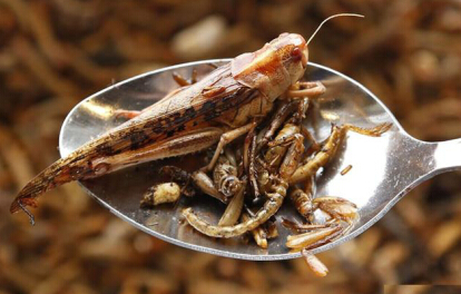 昆虫与海鲜一样富含营养