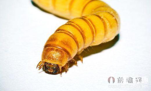虫子以塑料为食 成千上万黄色蠕虫啃食塑料场面壮观