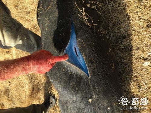震惊！捕猎到一只野猪  剖开肚子竟是蓝色的_见识多