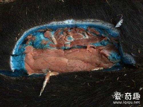 震惊！捕猎到一只野猪  剖开肚子竟是蓝色的_见识多