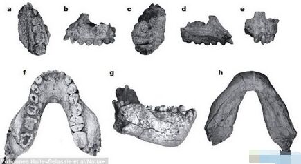 图片上方是从不同角度拍摄的Australopithecus deyiremeda上颚骨化石，图片下方拍摄的是下颚骨化石。