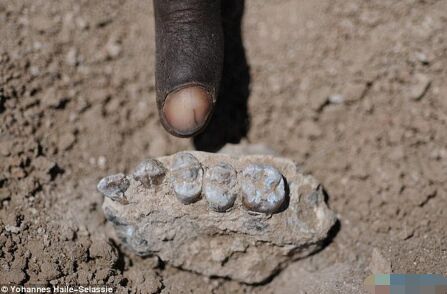 考古学家发现的Australopithecus deyiremeda下颚骨化石
