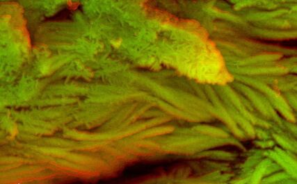 英国科学家发现使用显微镜发现7500万年前的恐龙化存在着红血细胞和胶原纤维