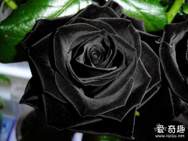 独一无二！让人爱恨交加的黑玫瑰象征神秘与死亡_见识多