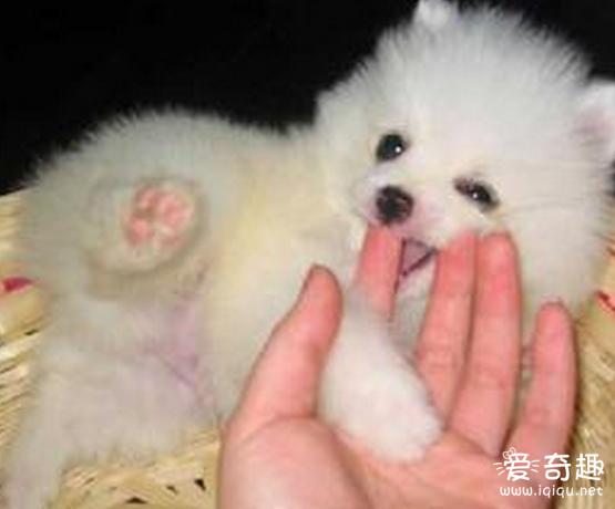 奇闻！四川一神犬突然开口说人话 主人吓呆